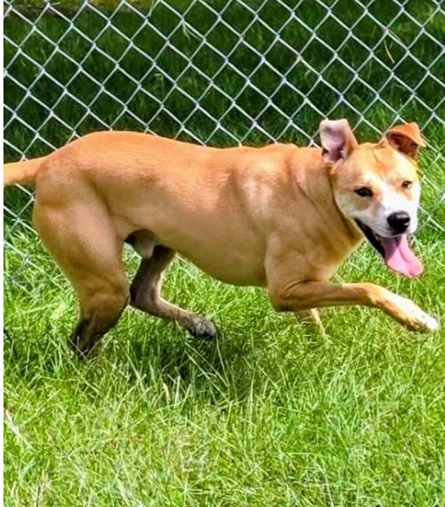 LUCA FEE SPONSORED - Terrier available for adoption
