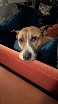 Hunie FEE SPONSORED URGENT FOSTER NEEDED - Photo 5