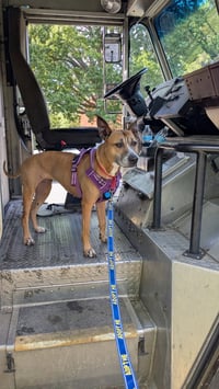 Hunie FEE SPONSORED URGENT FOSTER NEEDED - Photo 8