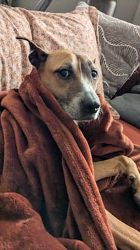 Hunie FEE SPONSORED URGENT FOSTER NEEDED - Photo 4