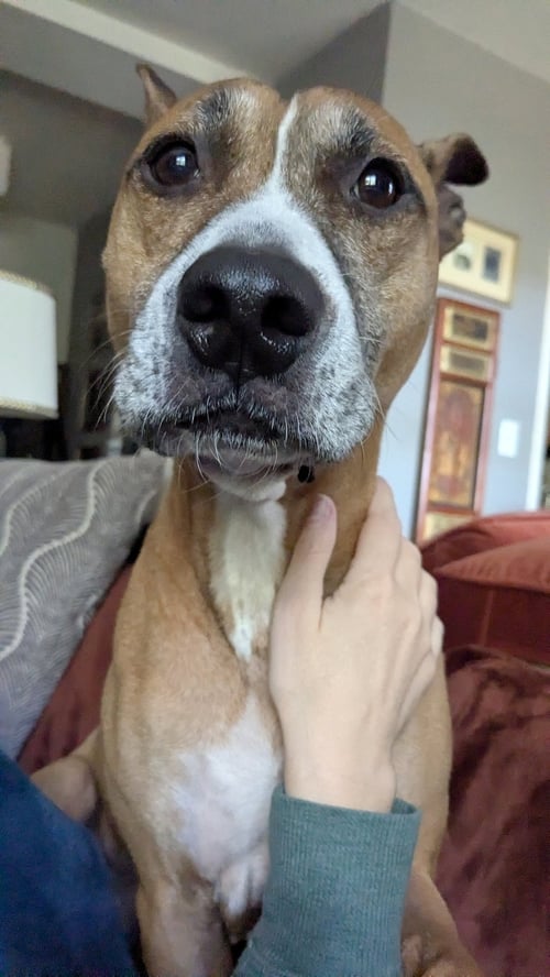 HUNIE FEE SPONSORED URGENT FOSTER NEEDED - Boxer / Rhodesian Ridgeback available for adoption