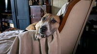 Hunie FEE SPONSORED URGENT FOSTER NEEDED - Photo 3