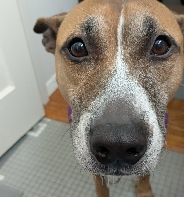 Hunie FEE SPONSORED URGENT FOSTER NEEDED Image