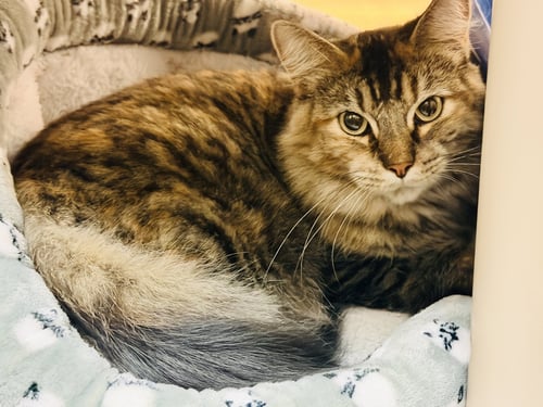 CLEO - Domestic Long Hair available for adoption