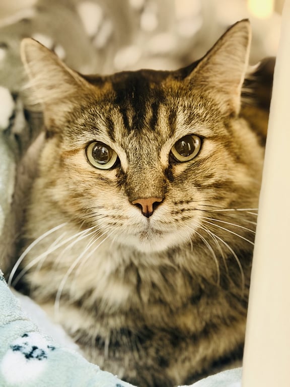Cleo Image