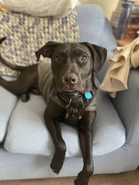 Monty - Photo 8