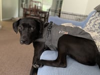 Monty - Photo 7
