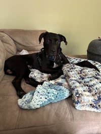 Monty - Photo 4