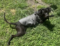 Monty - Photo 6
