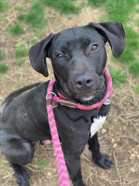 MONTY - Labrador Retriever available for adoption