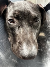Monty - Photo 5