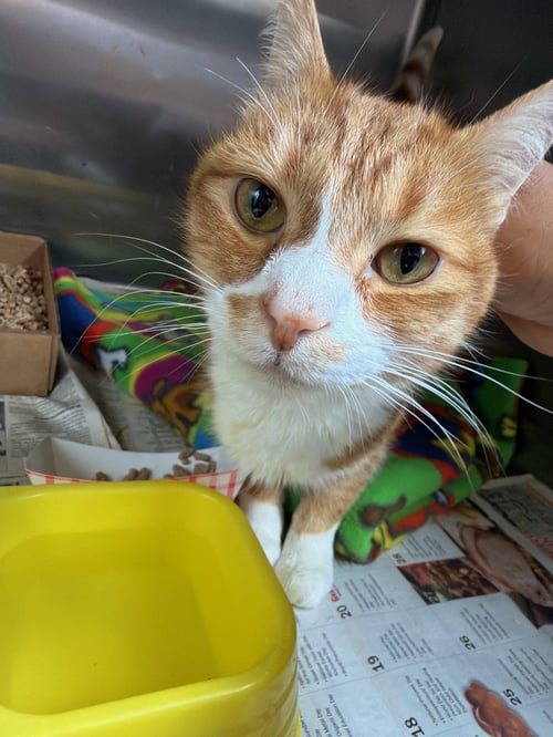 OLLIE - Domestic Short Hair available for adoption