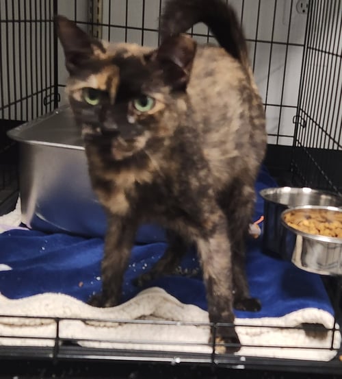 PICKLE - Domestic Short Hair available for adoption