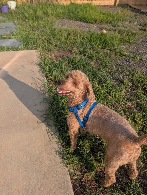 PETE - Poodle (unknown type) available for adoption