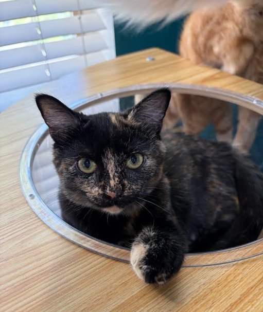 Seraphina Image