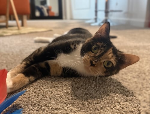 MISS MOON - Domestic Short Hair available for adoption