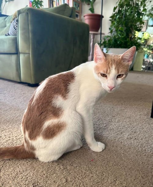 GEMINI & MYSTERY - BONDED - Domestic Short Hair available for adoption