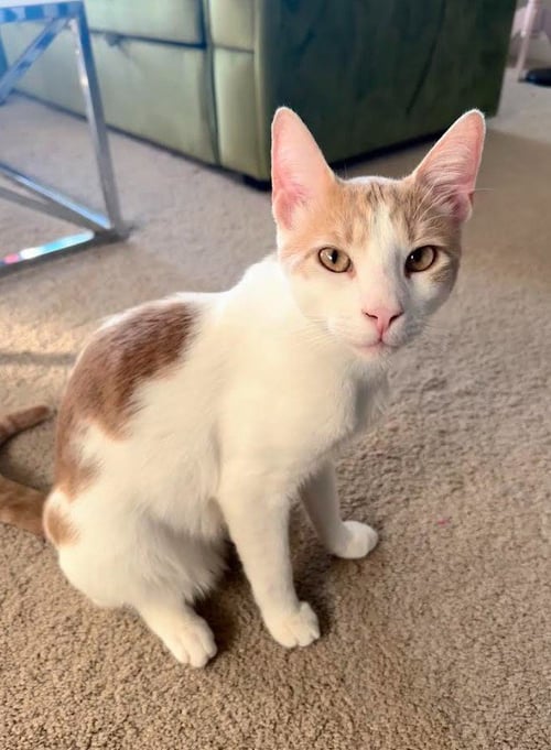GEMINI & MYSTERY - BONDED - Domestic Short Hair available for adoption
