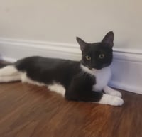 Maisie  Felv+ - Photo 2
