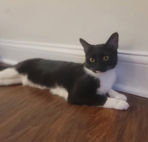 MAISIE  FELV+ - Domestic Short Hair / Oriental Short Hair available for adoption