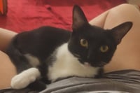 Maisie  Felv+ - Photo 4