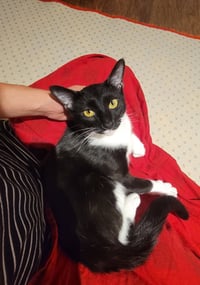 Maisie  Felv+ - Photo 3