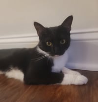 Maisie  Felv+ - Photo 5