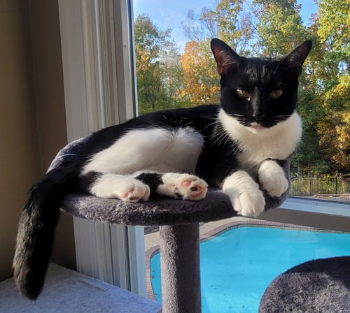 MAISIE  FELV+ - Domestic Short Hair / Oriental Short Hair available for adoption