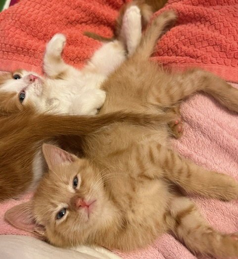 KAI - Domestic Short Hair available for adoption