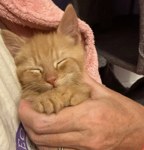 KAI - Domestic Short Hair available for adoption
