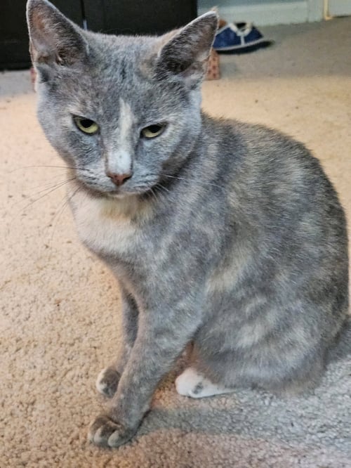 IRIS - Domestic Short Hair available for adoption