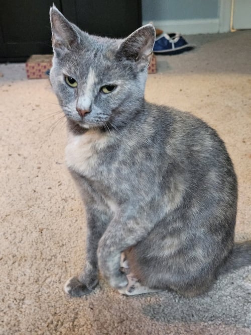 IRIS - Domestic Short Hair available for adoption