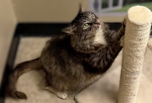 BAILEY - Domestic Long Hair available for adoption