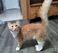 Pookie - Photo 3