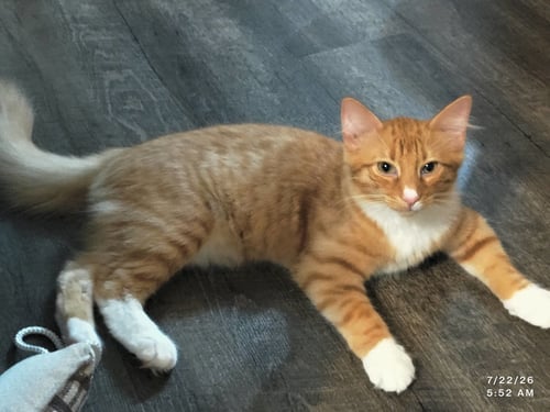 POOKIE - Domestic Medium Hair available for adoption