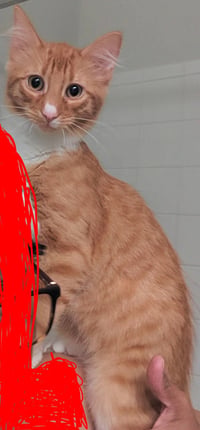 Pookie - Photo 4