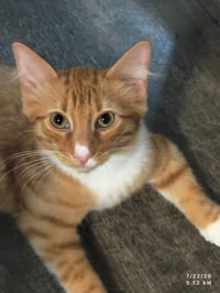 Pookie - Photo 2