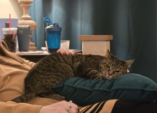 MARTIN GORE AND DAVE GAHAN *BONDED* - Domestic Short Hair available for adoption
