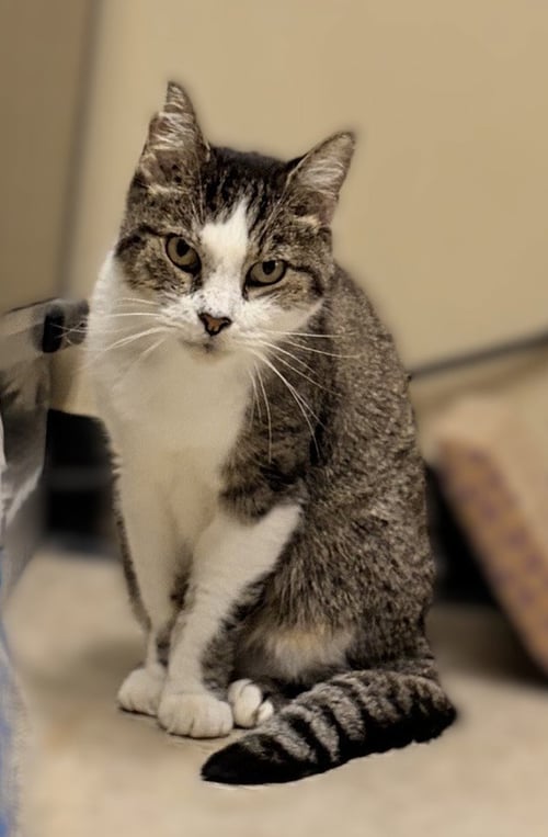 NUTELLA - Domestic Short Hair available for adoption