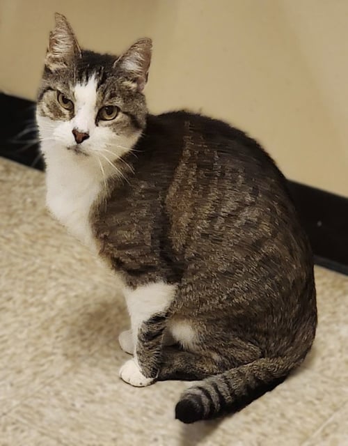 NUTELLA - Domestic Short Hair available for adoption