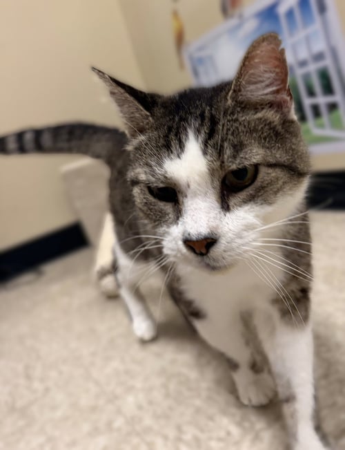 NUTELLA - Domestic Short Hair available for adoption
