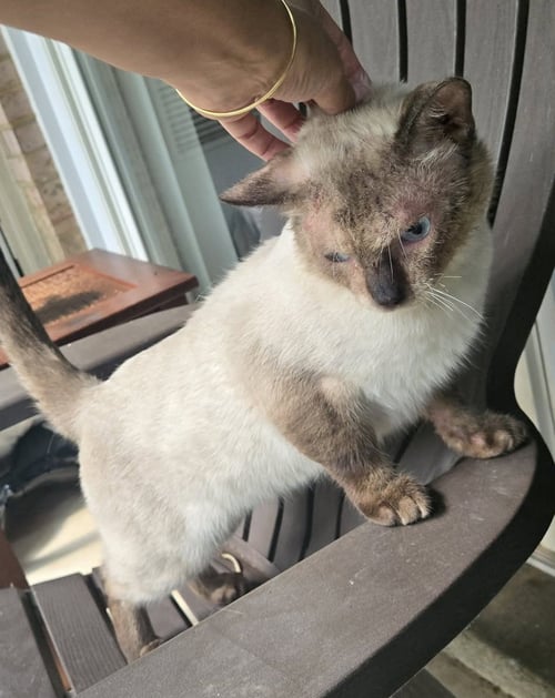 YODA - Siamese available for adoption