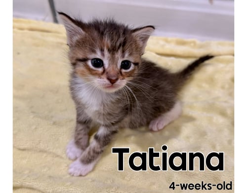 TATIANA - Domestic Short Hair available for adoption