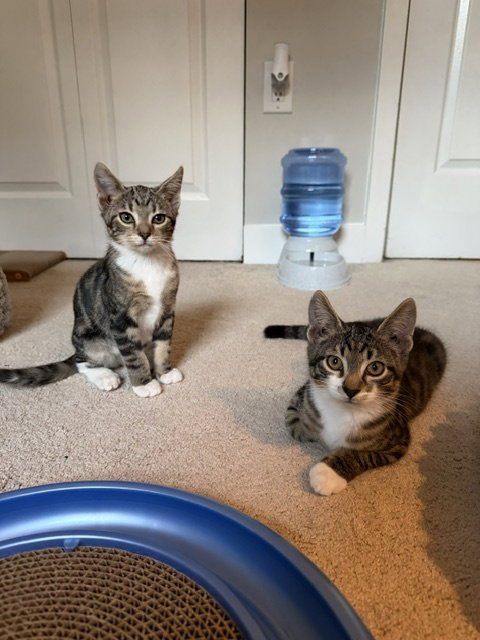 BILL & TED *BONDED* - Domestic Short Hair available for adoption