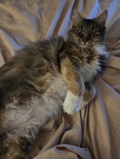 EDWARD & ELEANOR *BONDED* - Domestic Long Hair available for adoption