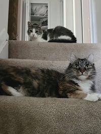 Edward & Eleanor *BONDED* - Photo 4