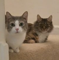 Edward & Eleanor *BONDED* - Photo 1
