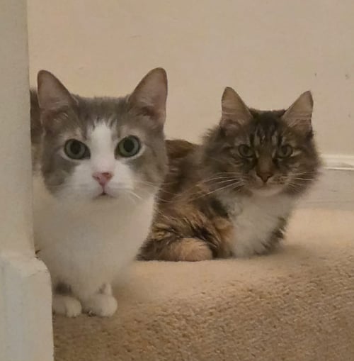 EDWARD & ELEANOR *BONDED* - Domestic Long Hair available for adoption