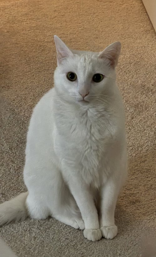 MALAI - Domestic Short Hair available for adoption