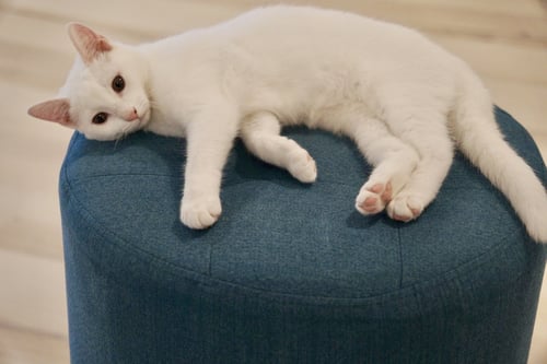 MALAI - Domestic Short Hair available for adoption